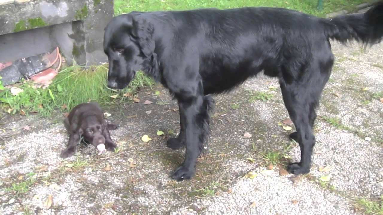 Flat-coated Retriever father and puppies