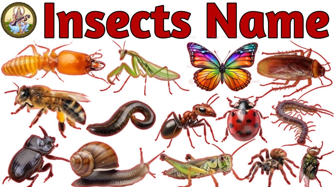 Insects Name With Live Example l Insects Name In English & Hindi l कीड़े - मकोड़ों के लिए नाम l