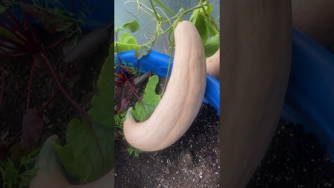 Georgia Roaster candy squash￼