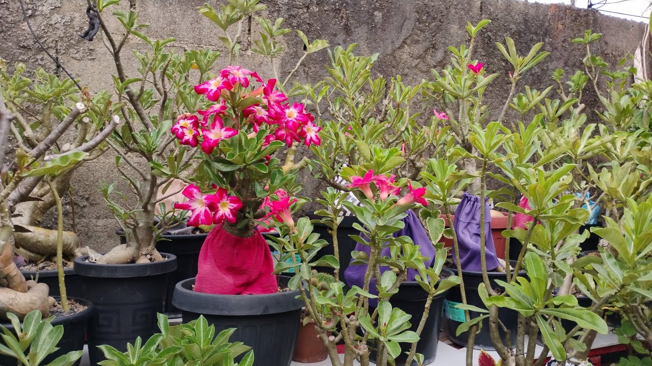 🌹 vamos podar as Rosa do deserto do quintal mas adubação. 