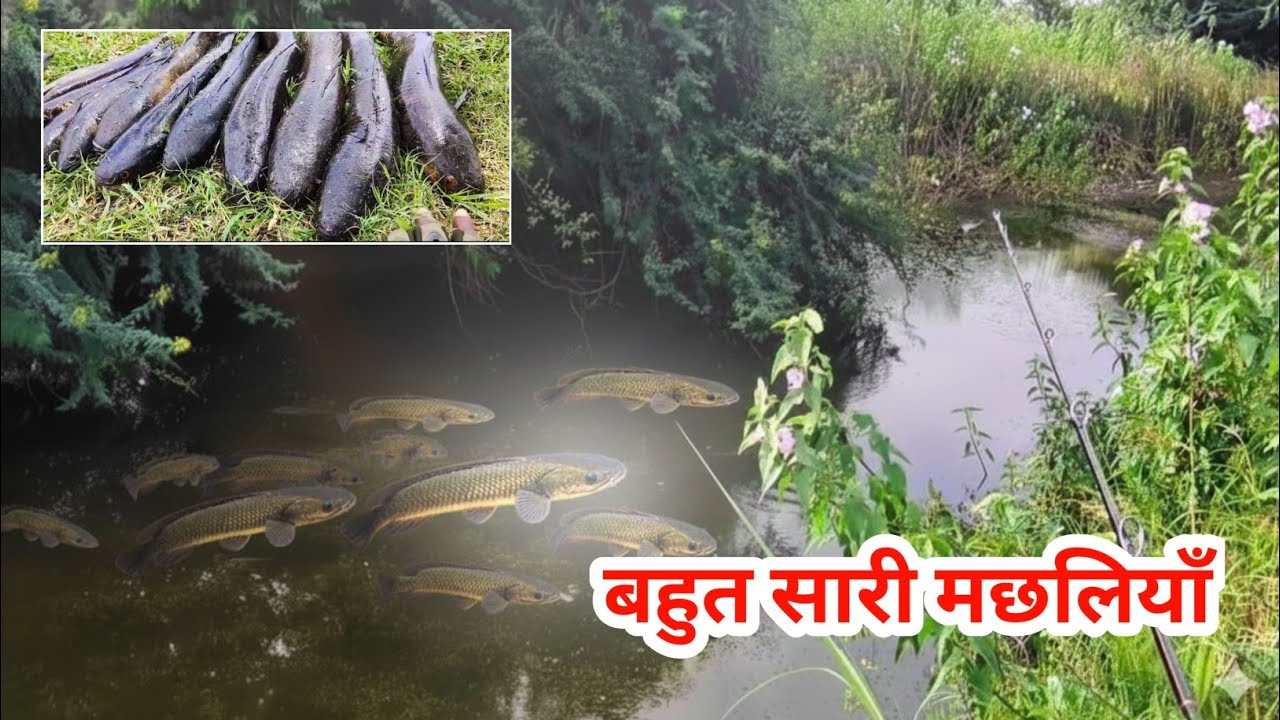 😱 बापरे! छोटी नदी मे इतनी सारी मछलियाँ 😱 SnekHead Fish Hunting #मरल #fish #fishingvideos 
