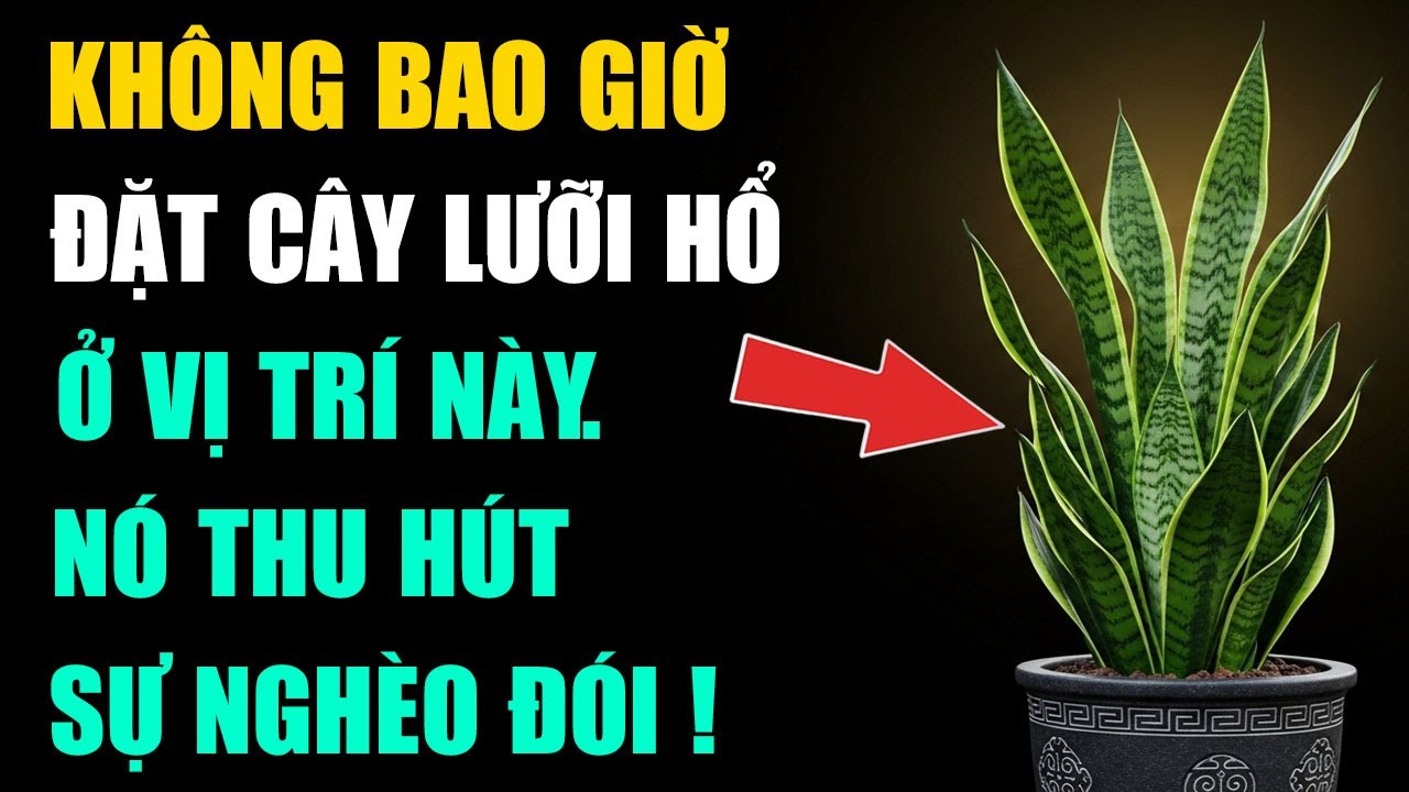 SỰ THẬT RÙNG MÌNH VỀ CÂY LƯỠI HỔ: ĐẶT SAI CHỖ MANG VẬN XUI, MẤT TÀI LỘC | PHONG THỦY PHẬT GIÁO