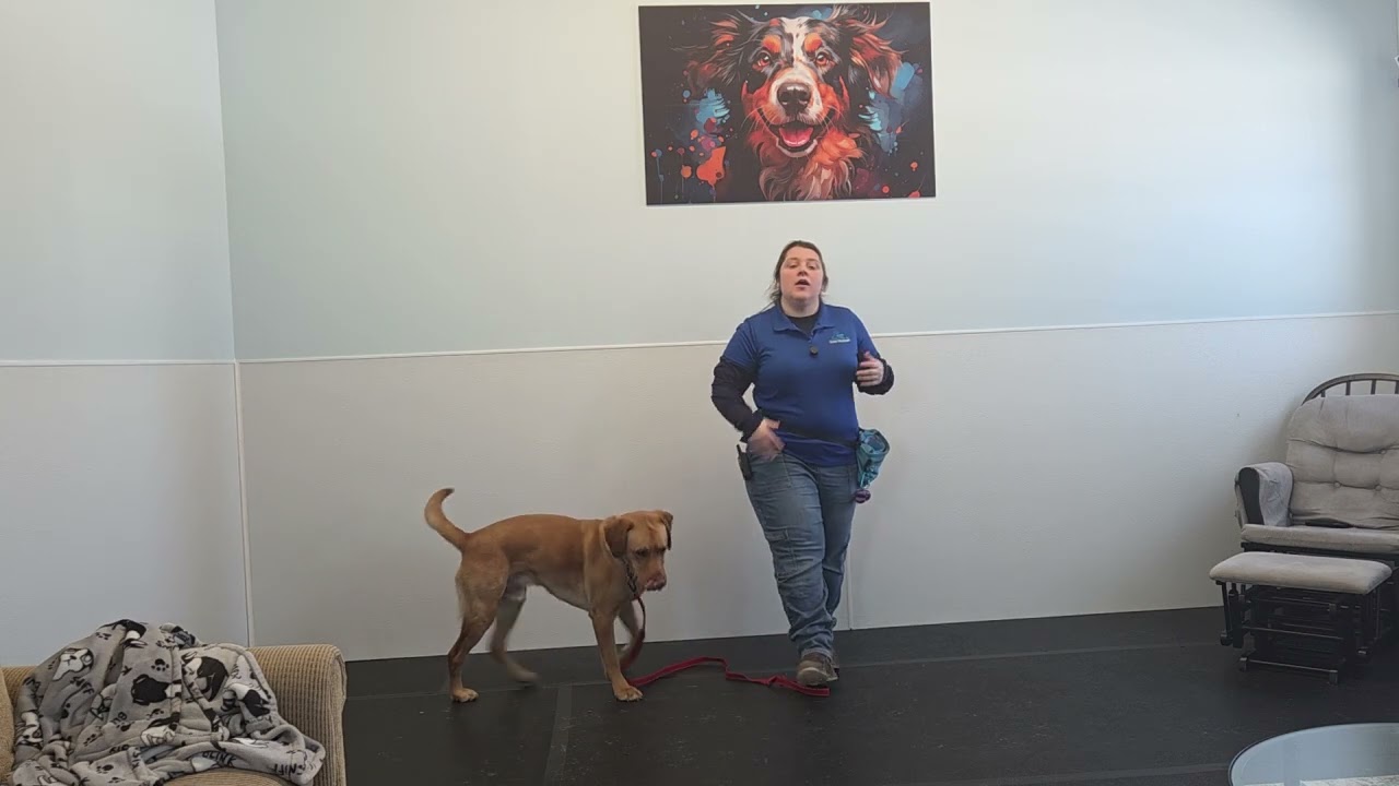 Ray the Yellow Labrador Retriever | Best Paw Forward Day Train | Attention, Basics & Leash Pressure