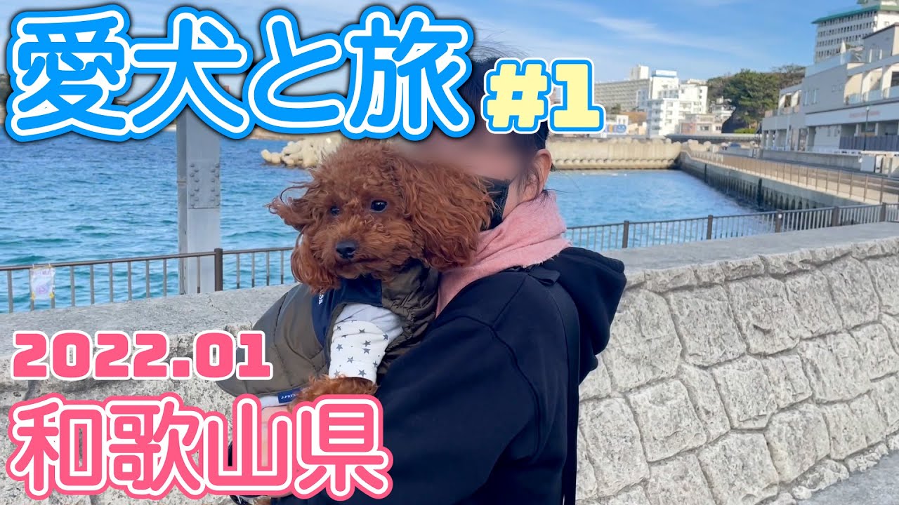 【トイプードルのテト】愛犬と旅行『和歌山・天空のリゾート四季』その1 #トイプードル #ペットと泊まれる宿 #和歌山 #愛犬と旅行