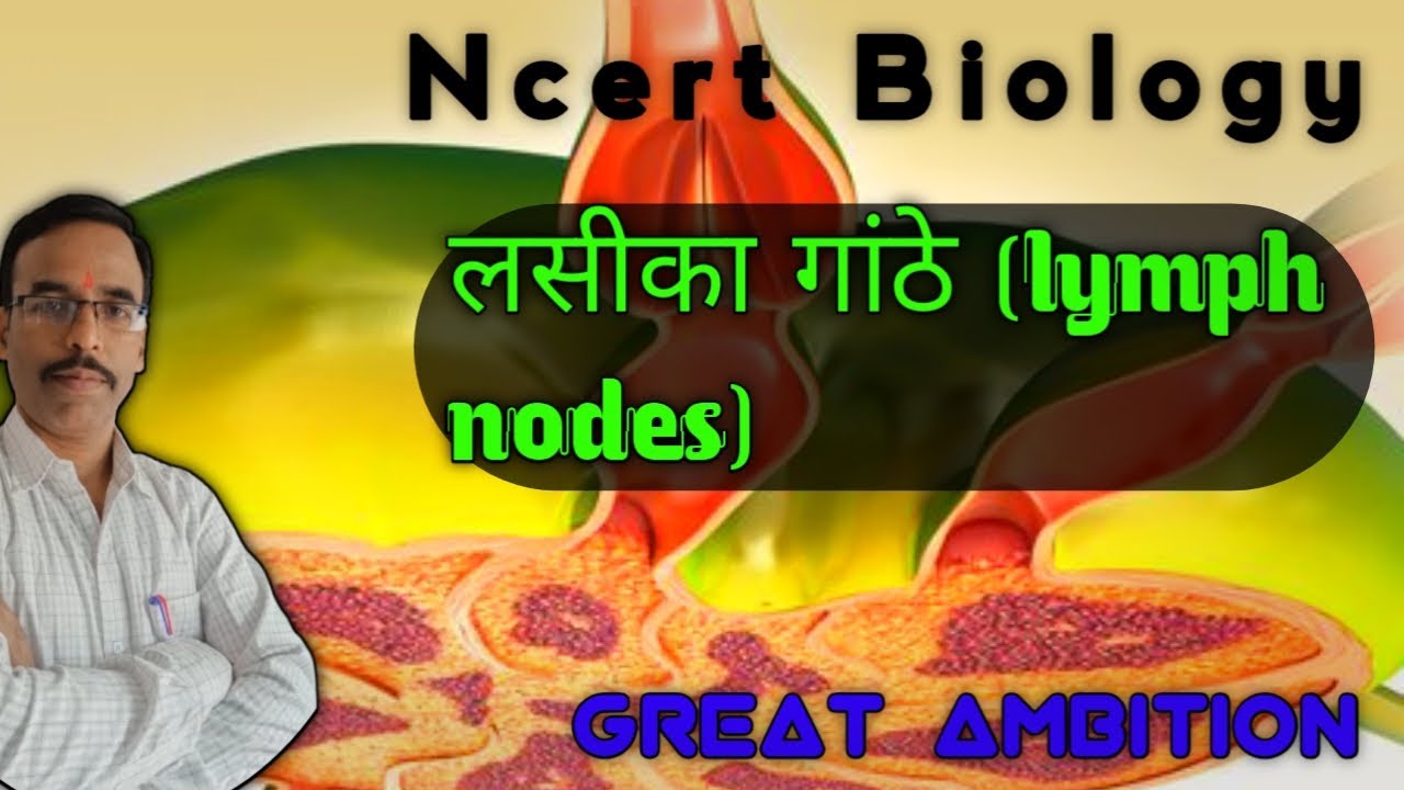 जीव विज्ञान कक्षा 11वी, लसीका गांठे (lymph node)✍️ great ambition💯🔥