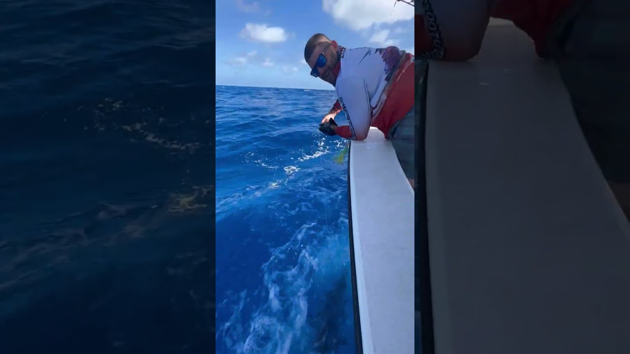 Fisherman Catches Marlin Fish, Tries to Release It, Gets Struck in the Head Losing His Cap