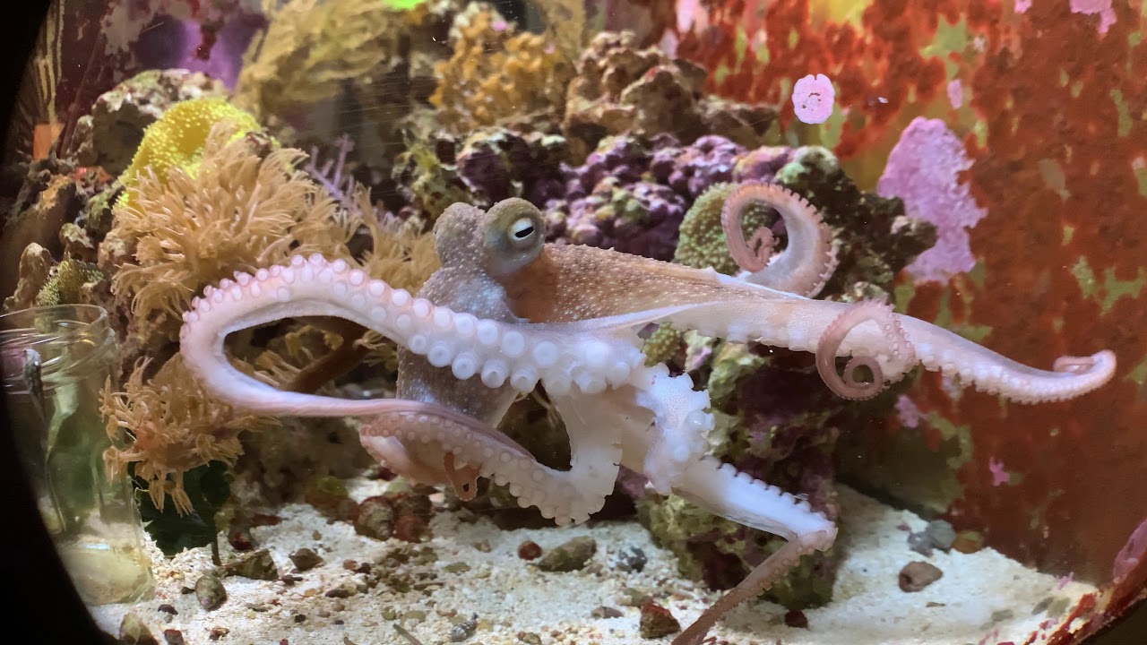 Dax the tank octopus enters “senescence”