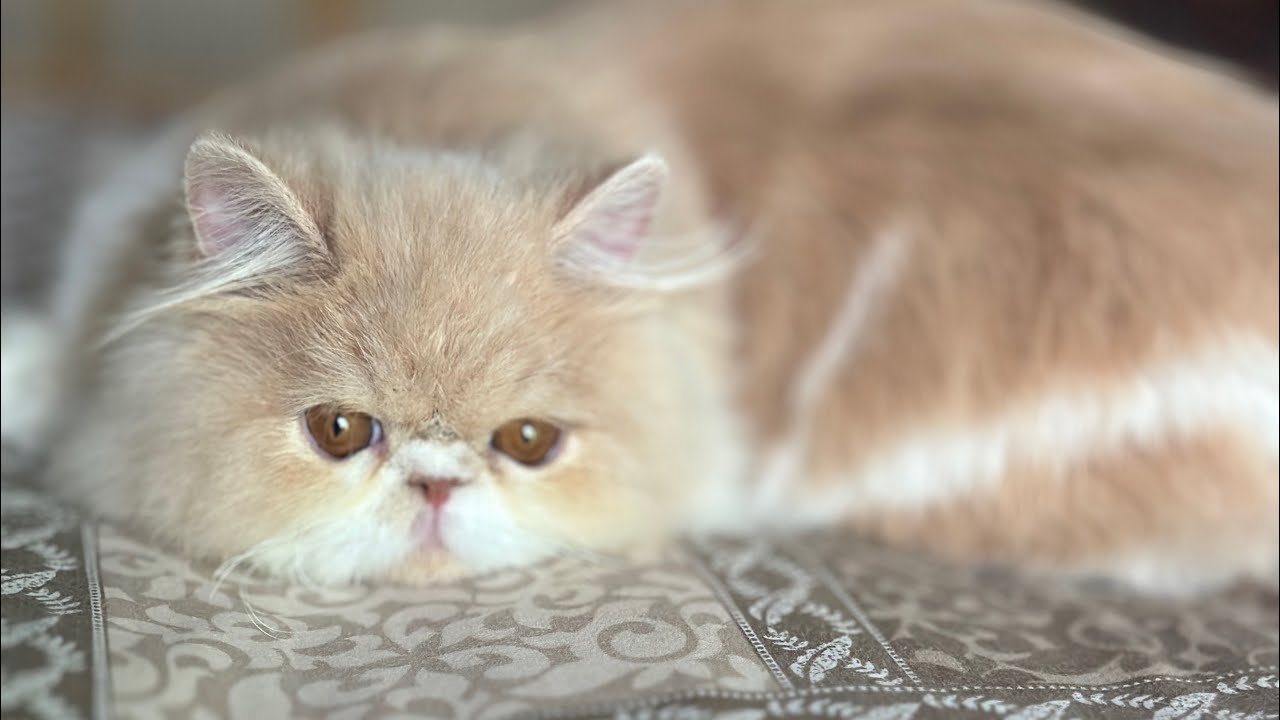 I Turned on My Livestream… and My Kitten STOLE the Internet 😭🐾#viral #cat #bingo #bingocat 