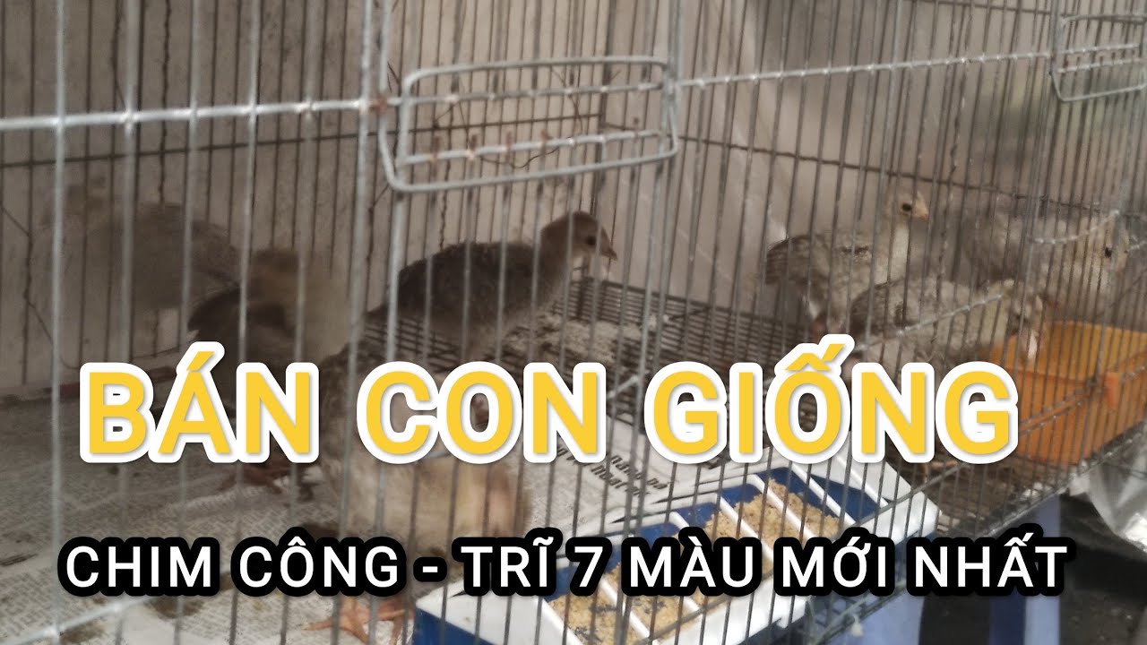 Trĩ 7 Màu, Chim Công Con 2025 Mới Nhất 