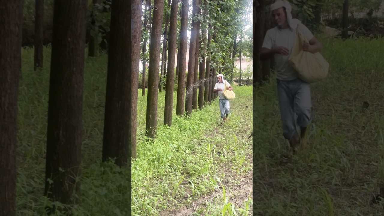 Poplar fertiliser for poplar tree