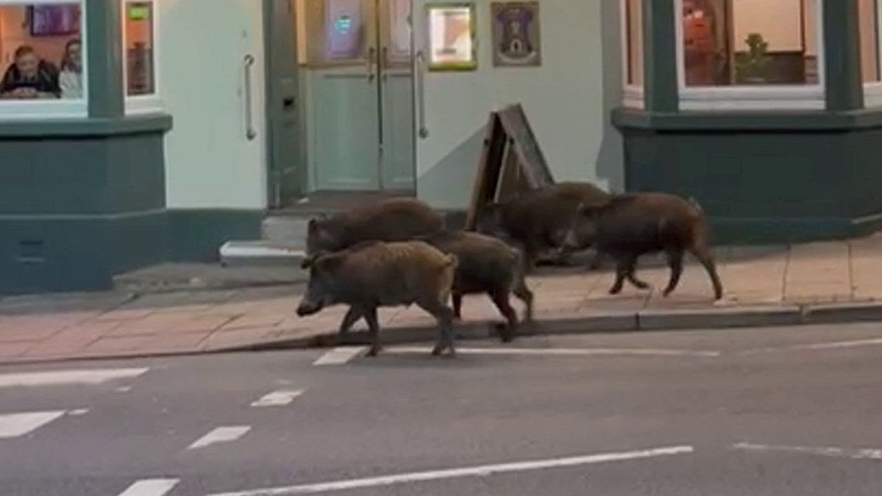 Five wild boars spotted outside local pub | SWNS