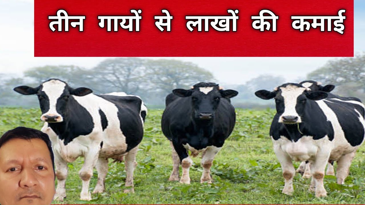 साल कीकमाई 15 लीटर वाली तीन गायों से कितना