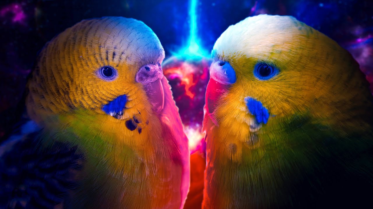 Why Budgies Mate with Their Siblings (and why YOU should care)
