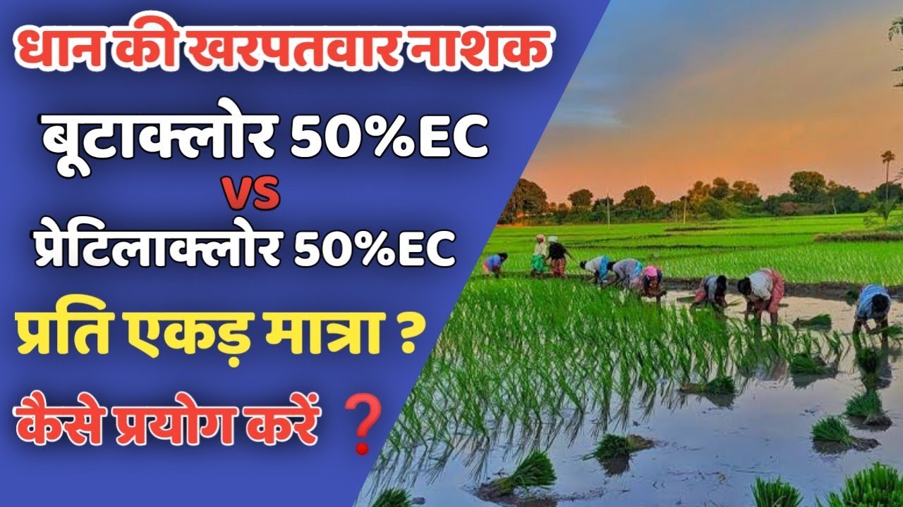 धान की सबसे दमदार खरपतवार नाशक Butachlore 50%EC VS Pretilachlor 50%EC Dhan ki kheti