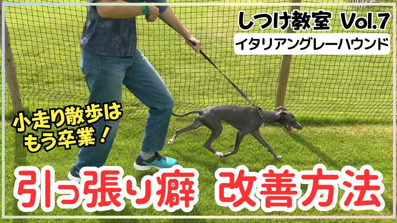 【犬しつけ】【引っ張り癖】足が速いイタグレ！引っ張る散歩もこれで改善★【イタリアングレーハウンド】