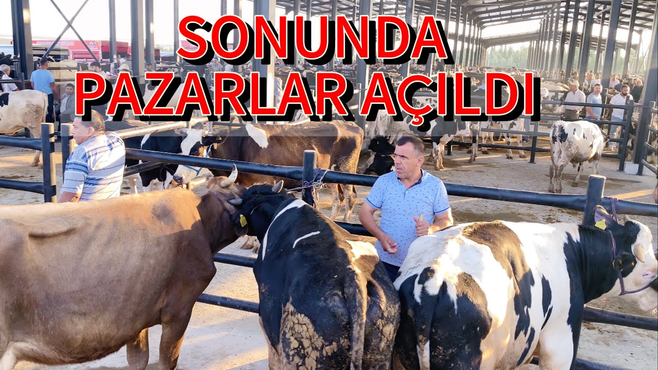 TRAKYA’NIN EN BÜYÜK HAYVAN PAZARI !EDİRNE HAVSA HAYVAN PAZARI !