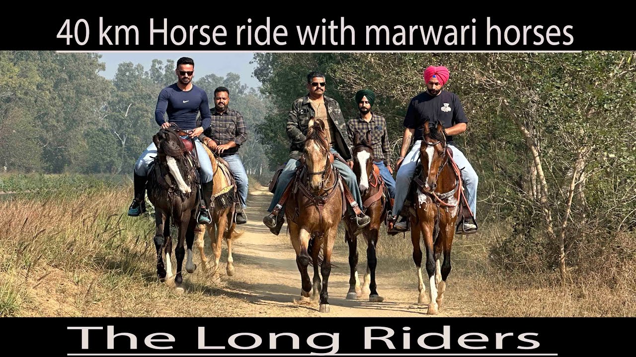 40 km horse rider  marwari horses are best for long riders