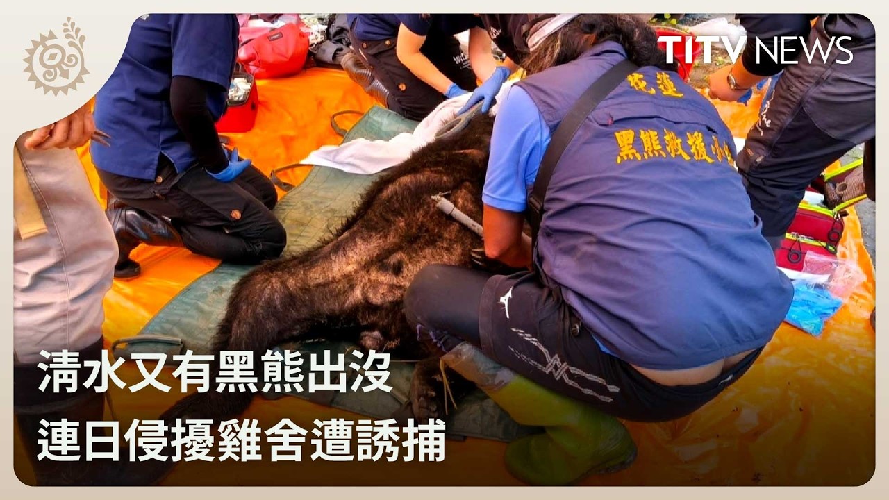 清水又有黑熊出沒 連日侵擾雞舍遭誘捕｜每日熱點新聞｜原住民族電視台