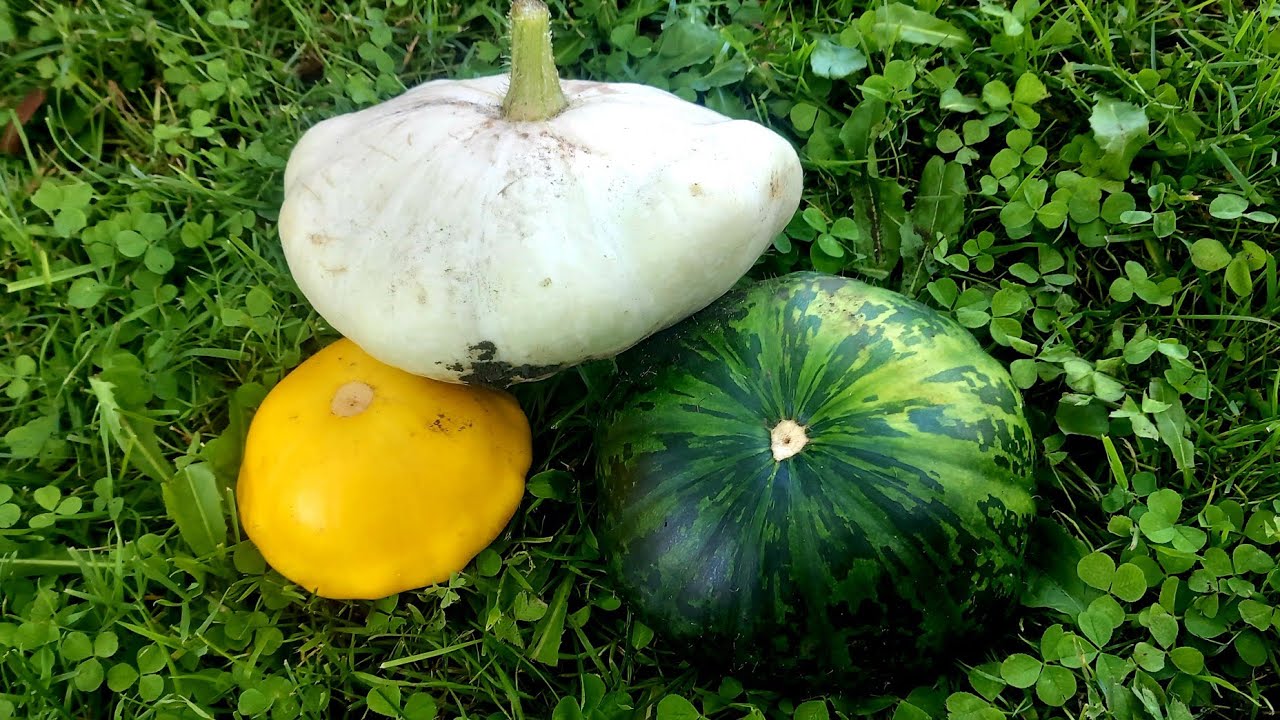 Saagi koristus/Harvesting!  #field #harvesting #autumn #pumpkin #country #pumpkin #estonia 