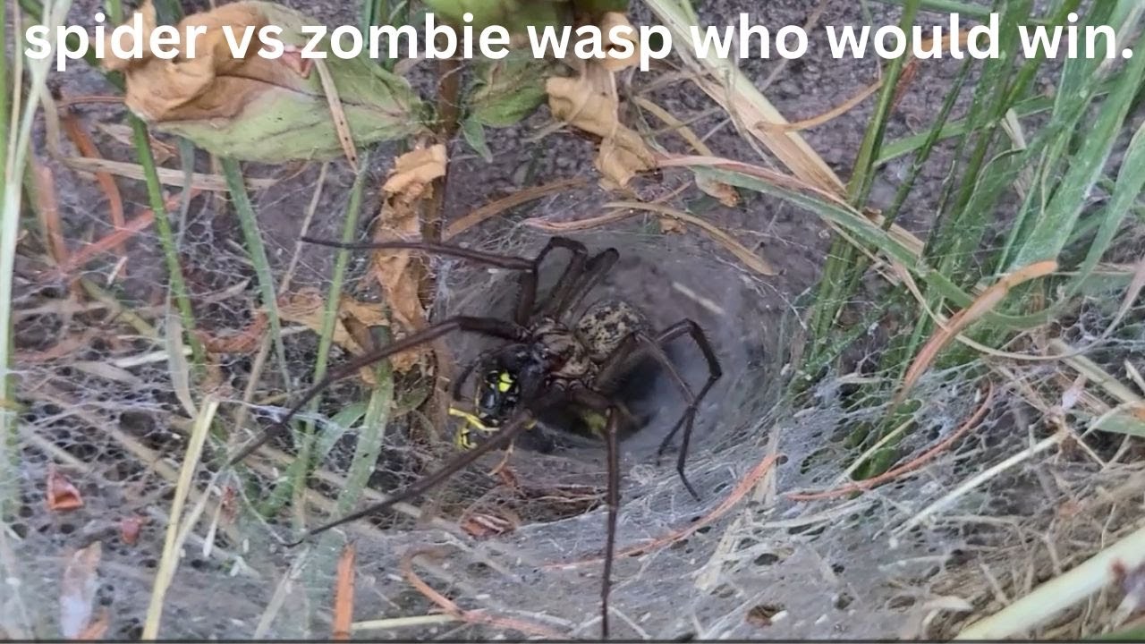 spider vs zombie wasp who would win.