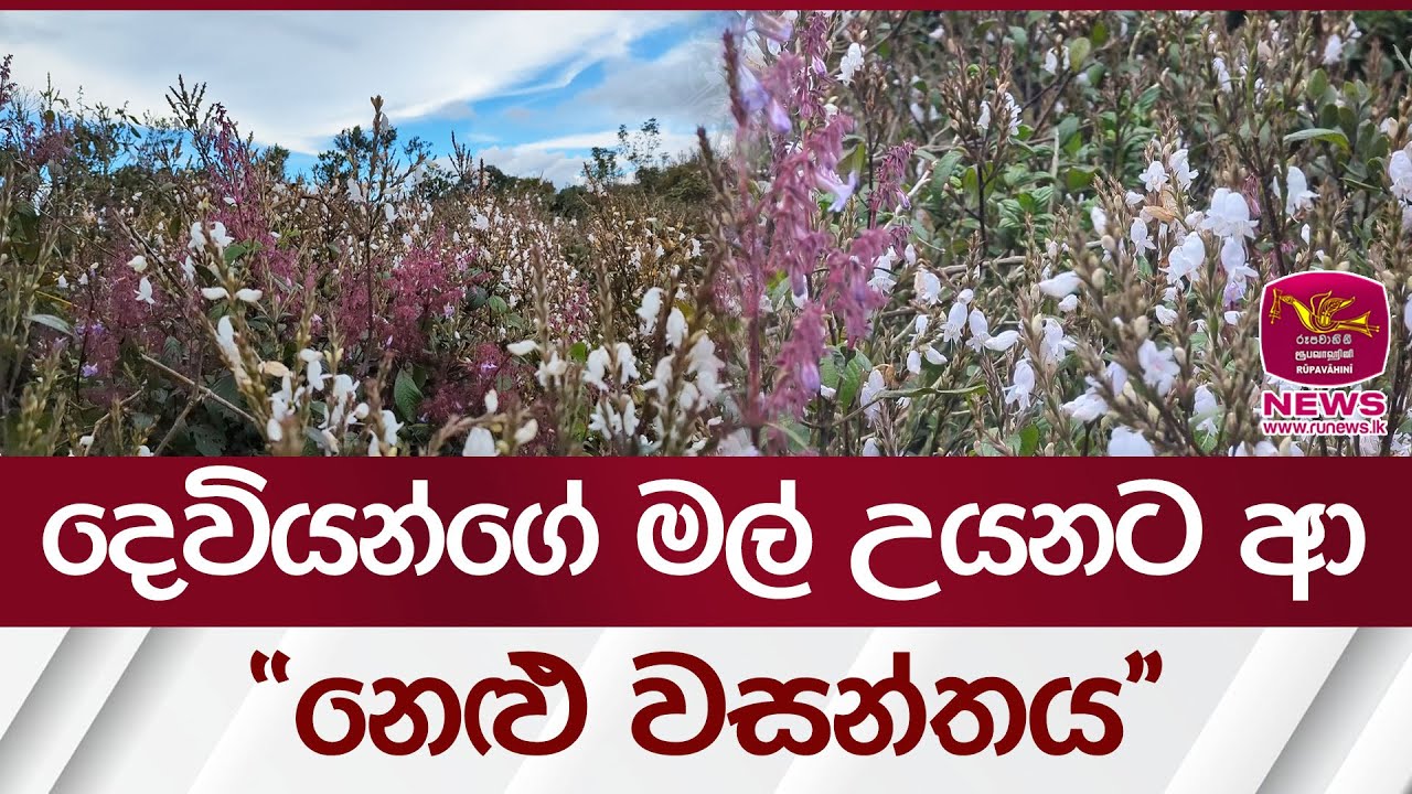 දෙවියන්ගේ මල් උයනට ආ ''නෙළු වසන්තය