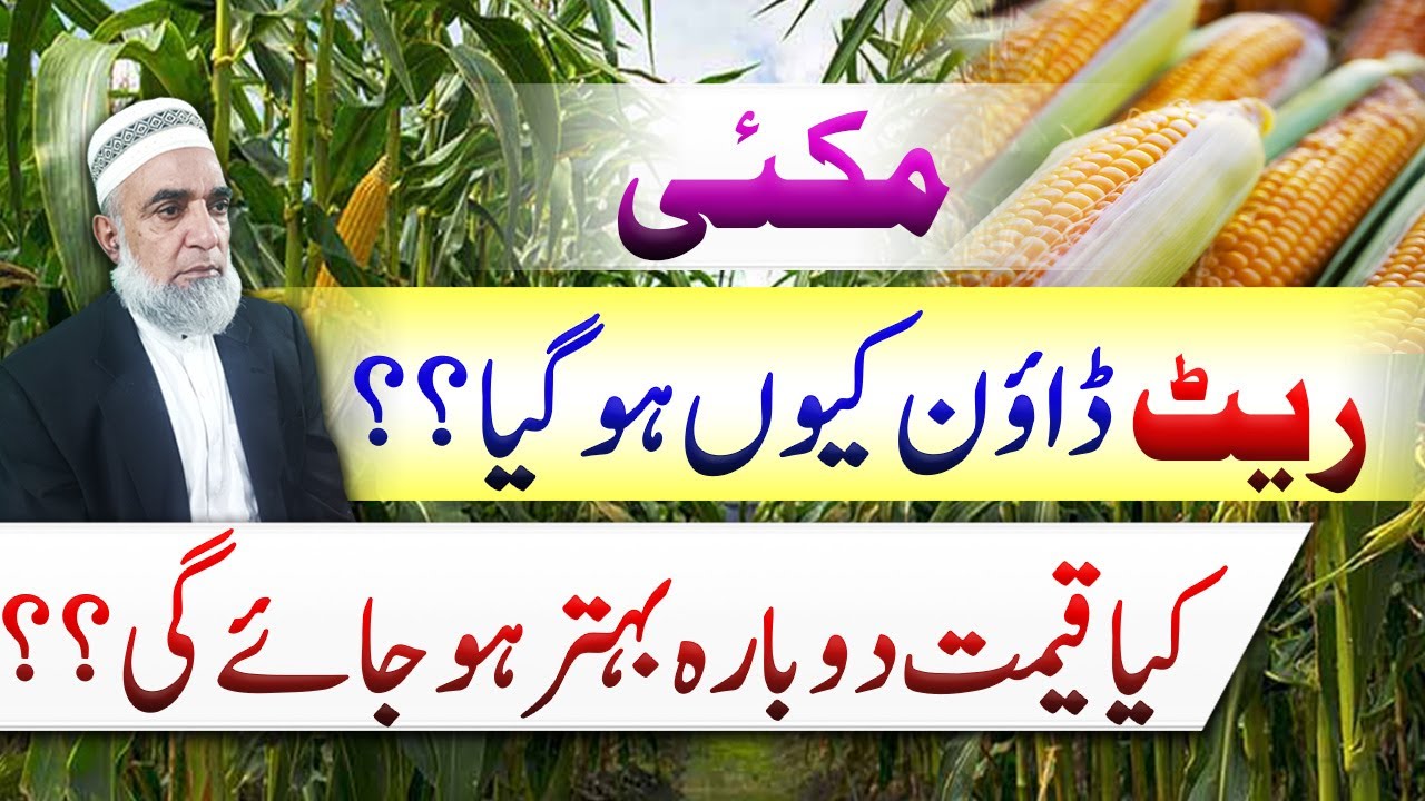 Why the Rate of Maize is going down || Crop Reformer