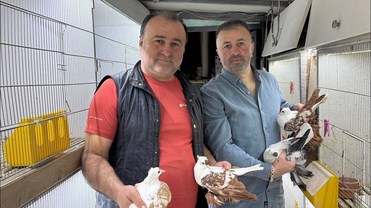 BU ADAMIN EFSANE GÜVERCİN IRKLARI VAR  VE MÜKEMMEL KUŞ ÜRETİYOR