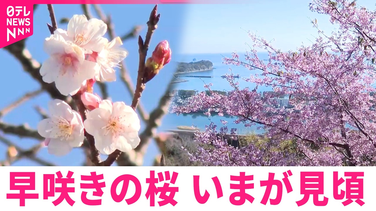 【桜】ひと足早い春の知らせ 日南市で早咲きの桜が満開に　宮崎　NNNセレクション