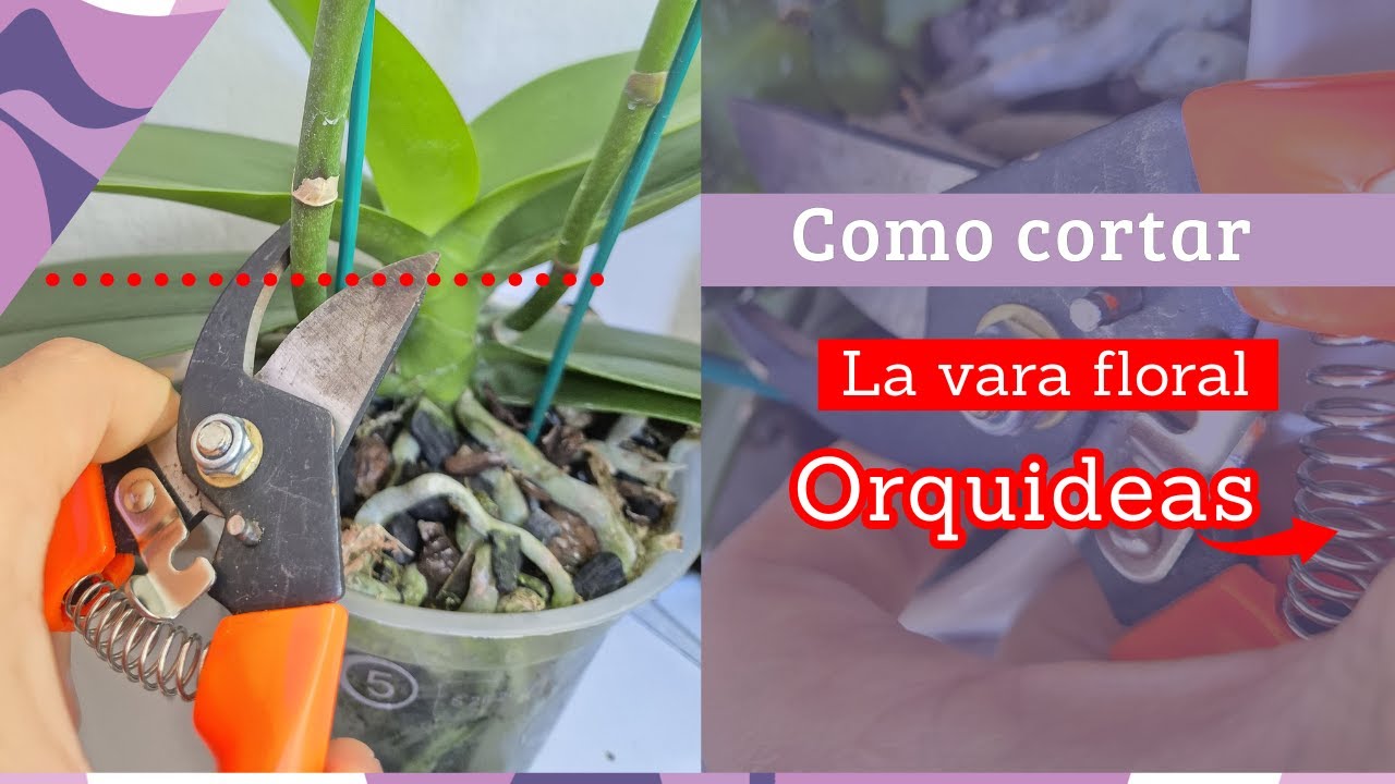 C&oacute;mo cortar la vara floral de mi orqu&iacute;dea - en que momento cortar la vara floral. #orquideas #flores