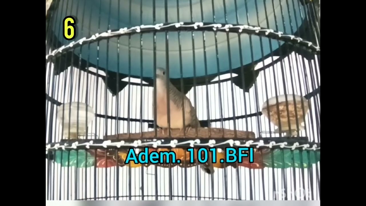 10 SUARA PERKUTUT Ring ADEM Bird Farm SIDOARJO | 085105166364