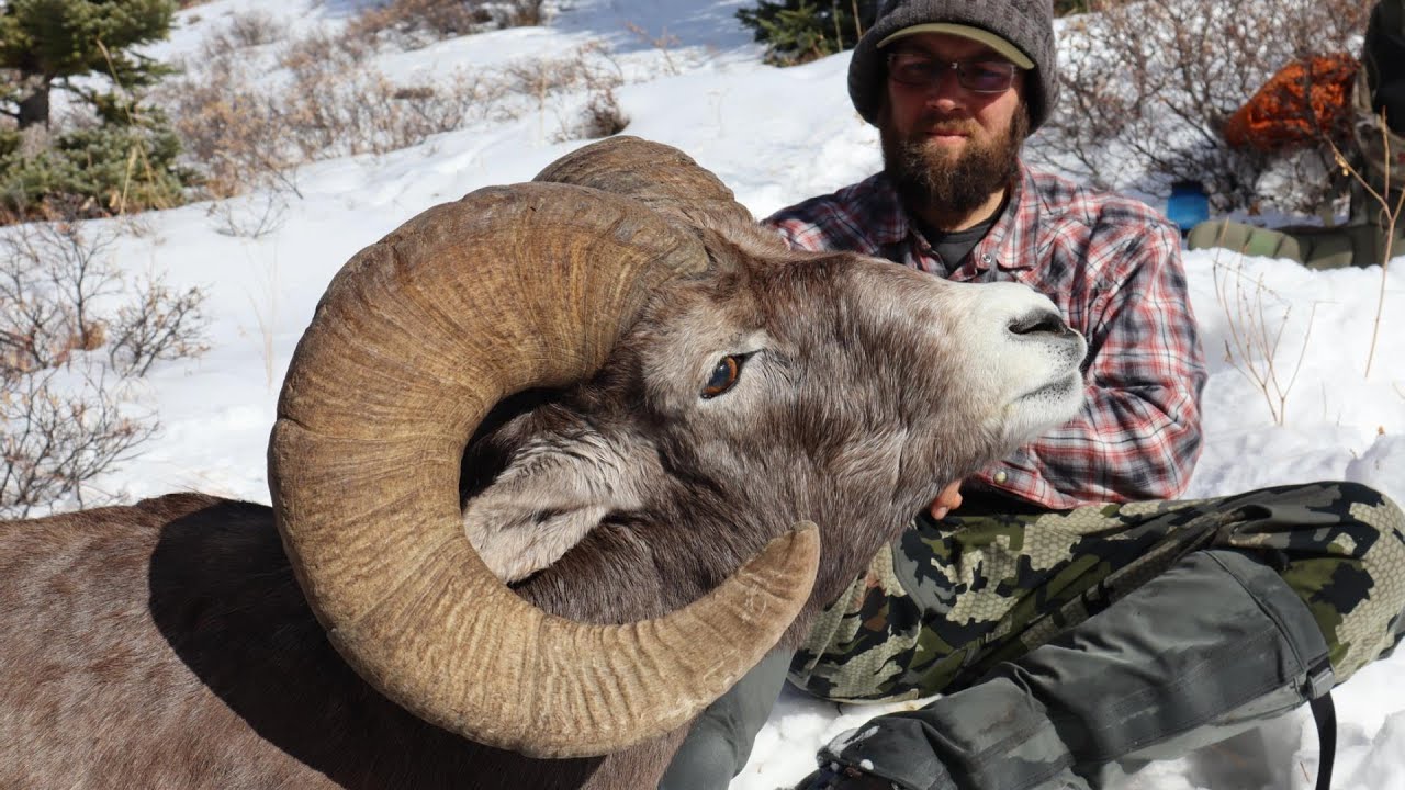 BIGHORN SHEEP HUNT ALBERTA
