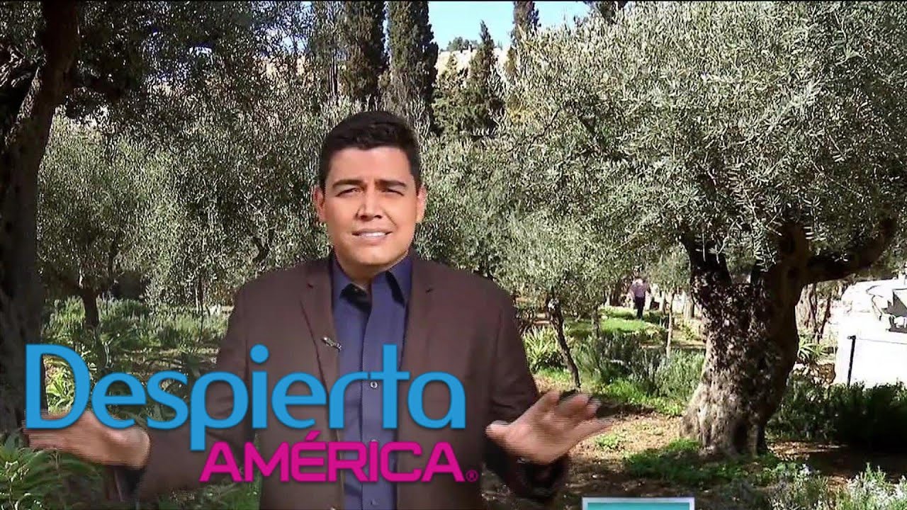 Camina por el Jardín de Getsemani, el lugar donde Judas besó a Jesús