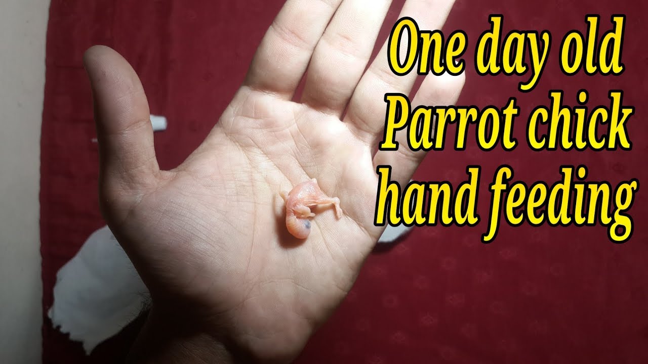 One day old Parrot chick hand feeding in Urdu
