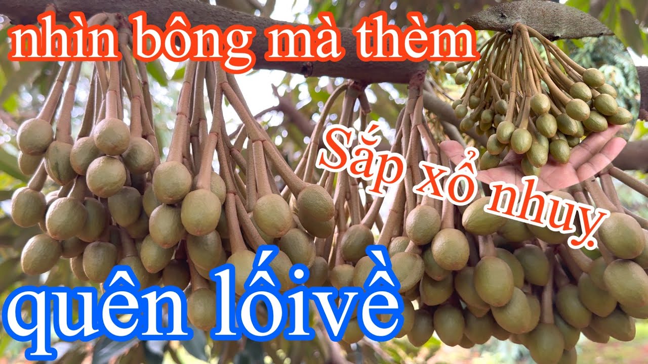 Sầu riêng thời kỳ làm bông nhìn bông mà thèm quên cả lối về 