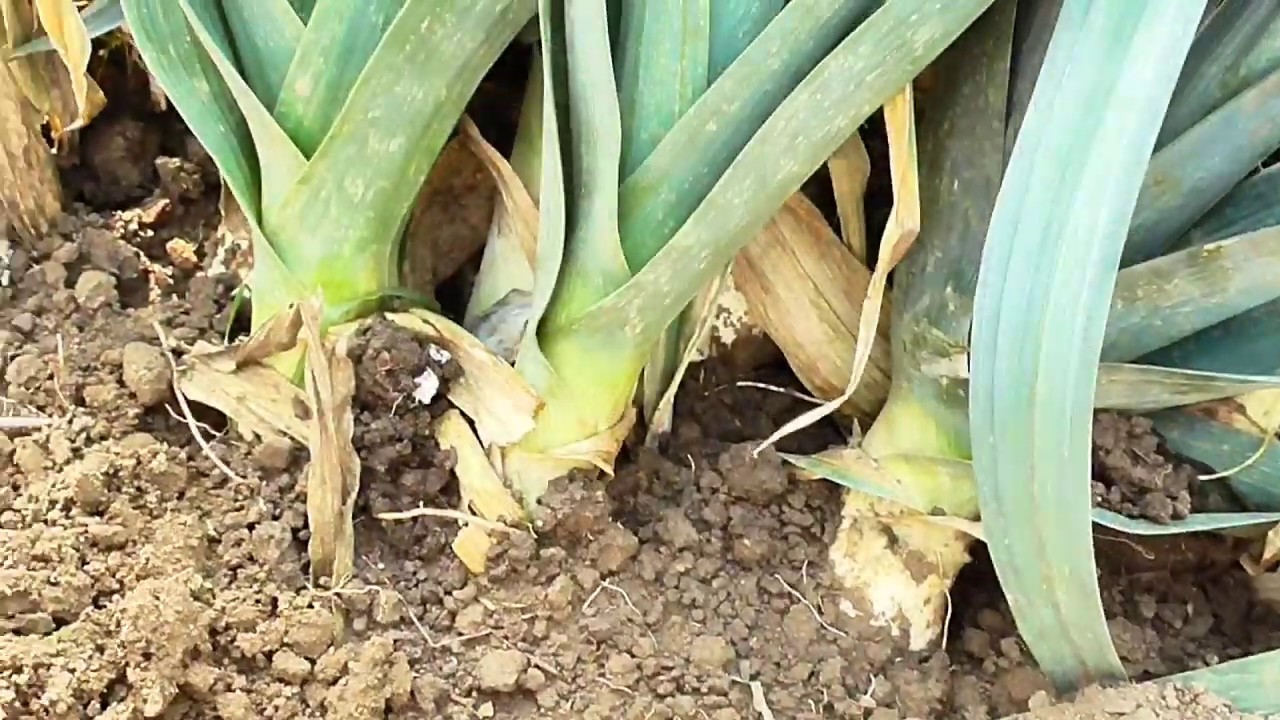 Przechowywanie selera i pora zimą.