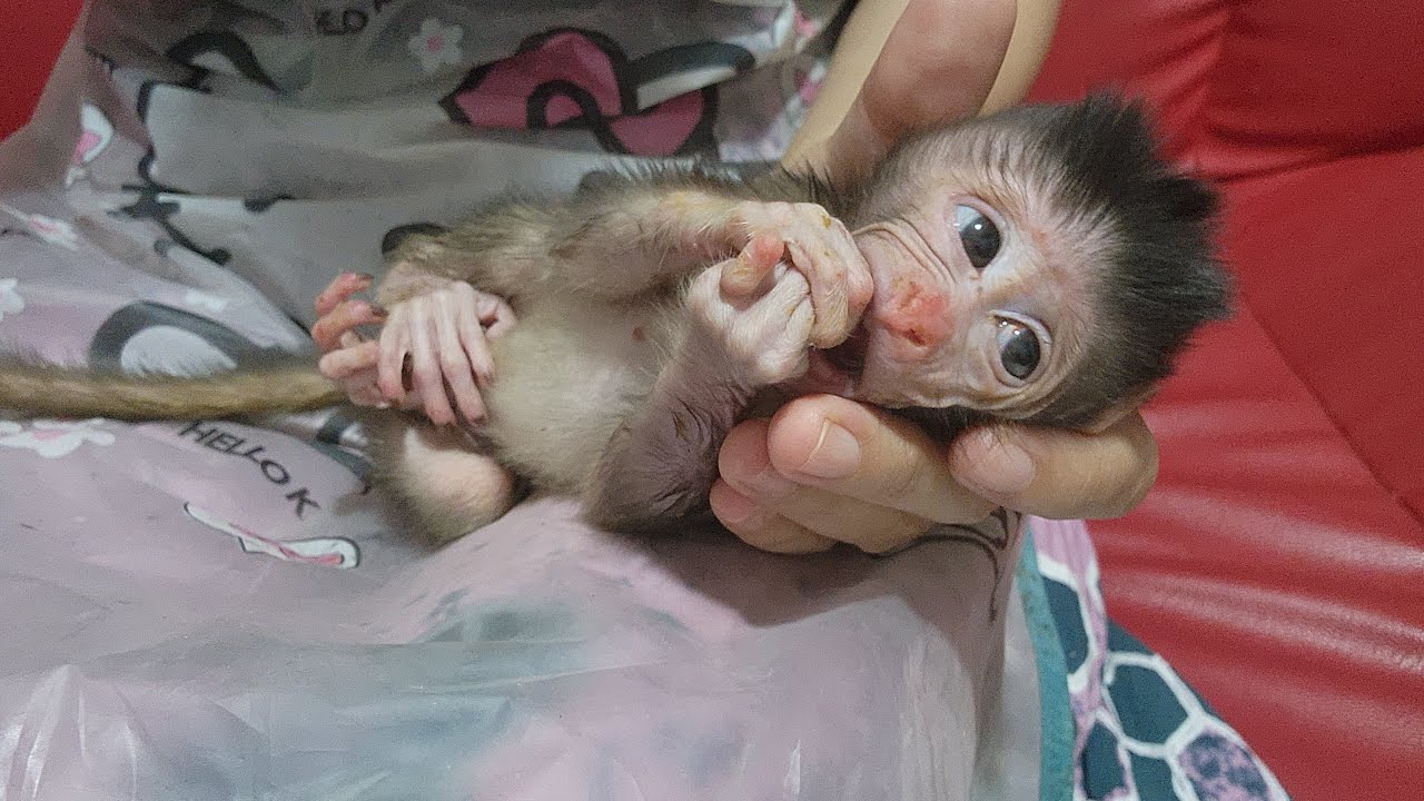 Newcomer Newborn Baby Monkey in Chiro Family