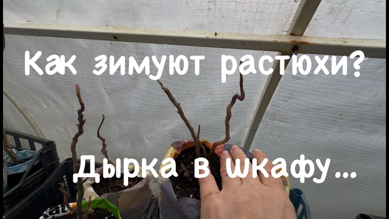 Где зимуют разные мои растюхи. Закрываем дырку в шкафу.