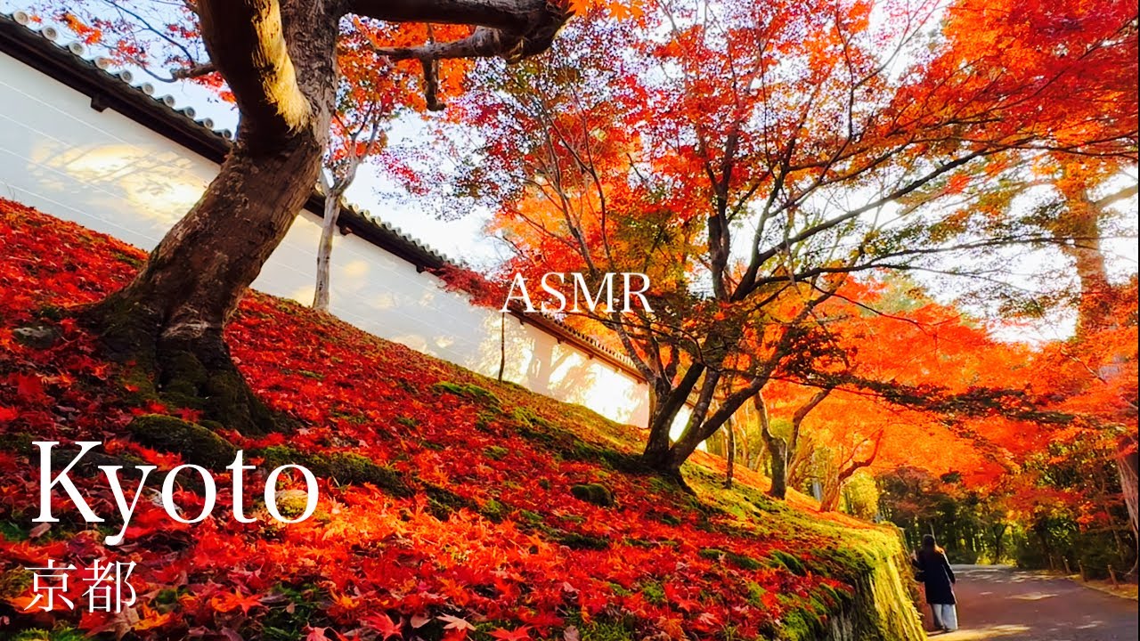 ASMR autumn leaves in Kyoto. #kyoto#autumnleaves