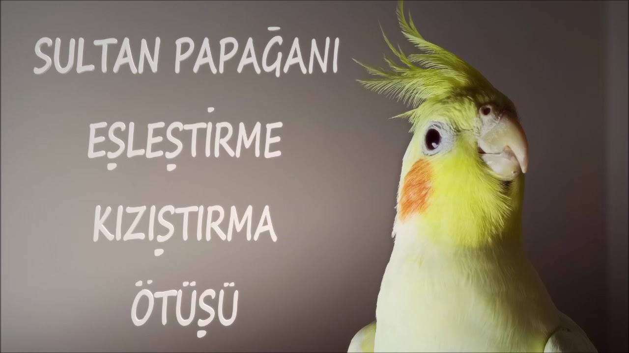 Sultan Papağanı Eşleştirme Kızıştırma Ötüşü