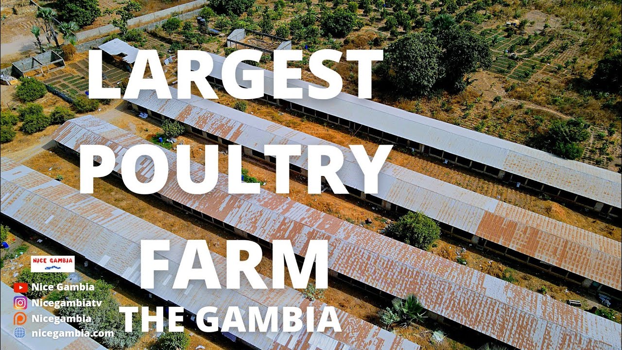 Largest Farm in The Gambia | Business and Entrepreneurship in The Gambia