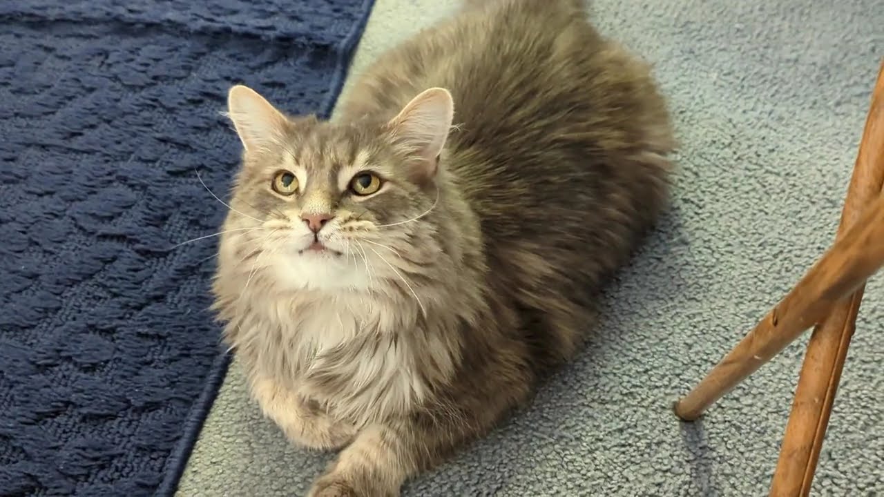 TOO CUTE! CAT is acting SILLY LOL
