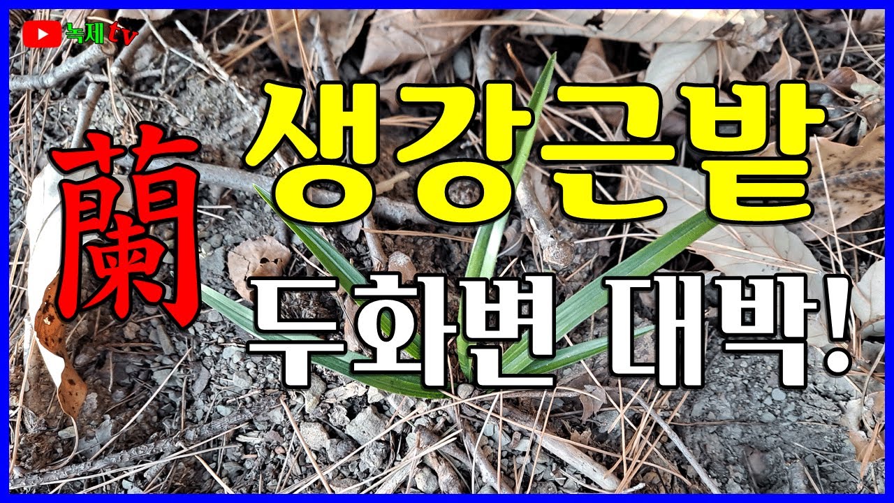 두화변이 무더기로 자라는 생강근 밭자리를 만난 영상 입니다.