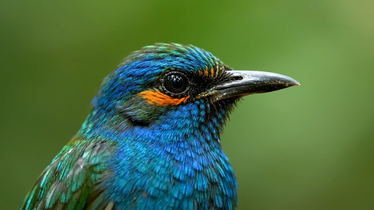 Relax with the MOST SOOTHING Bird Sounds on Earth for Instant Stress Relief