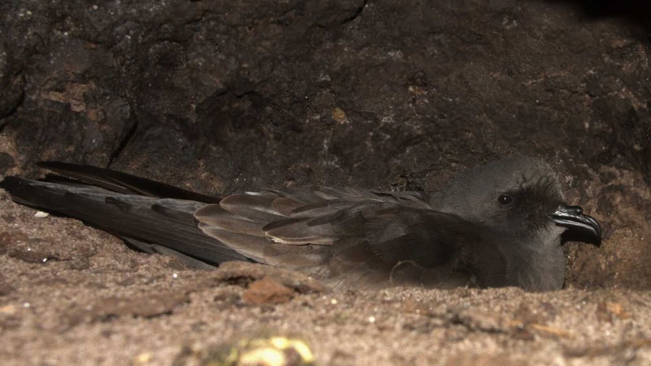 Ainley's Storm-Petrel | Bird Identification Guide