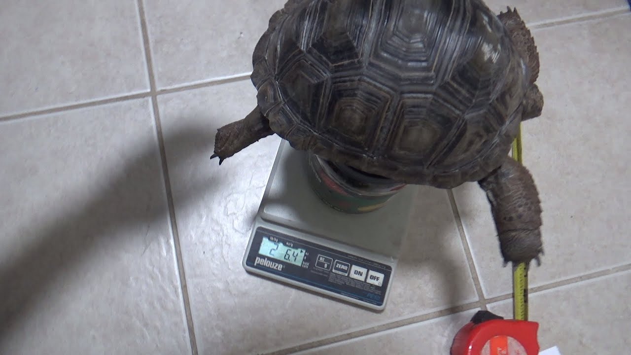 MY BABY ALDABRA TORTOISES ARE NOW 2 LBS!