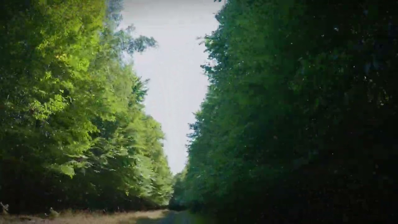 Lost in the Woods: White Crisis in the Small Carpathians