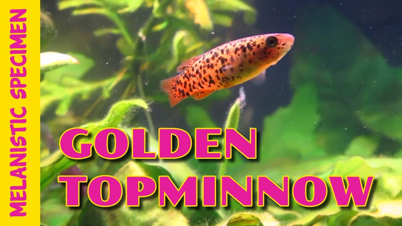 GOLDEN TOPMINNOW--- RARE MELANISTIC STRAIN--- NATIVE AMERICAN FISH WILD CAUGHT IN FLORIDA EVERGLADES