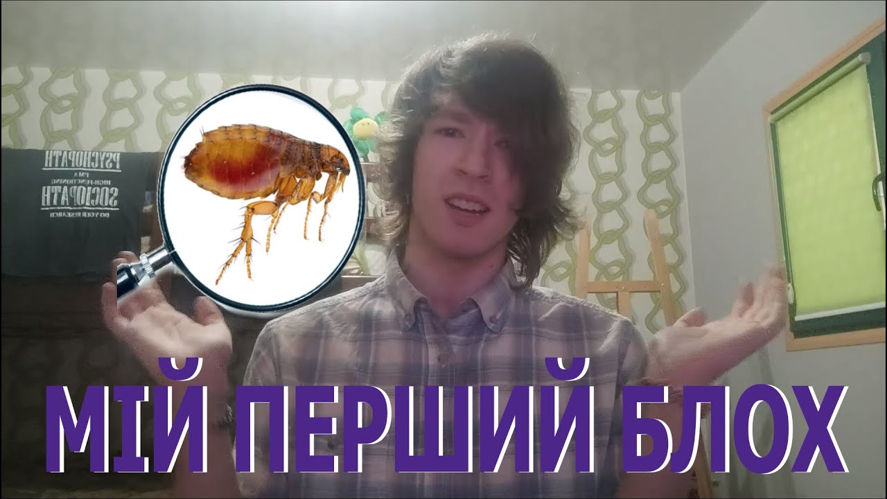 МІЙ ПЕРШИЙ БЛОХ!(БЛОГ)