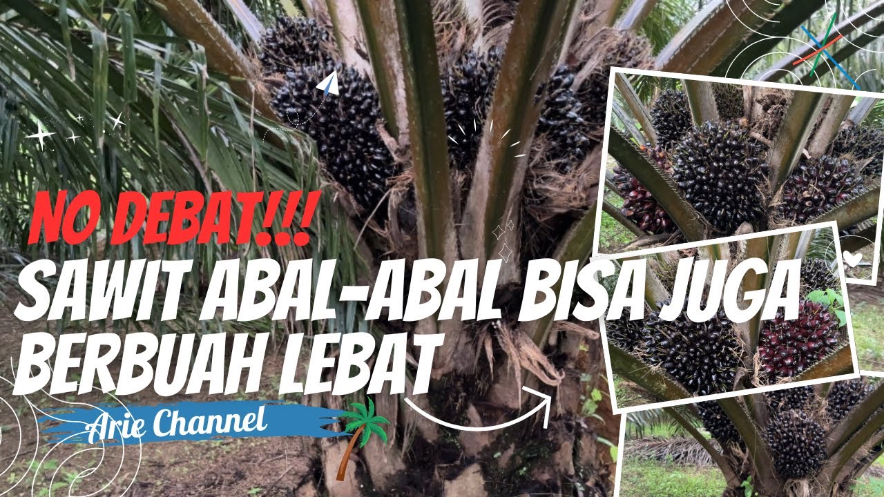MEMAKSIMALKAN PERFORMA BIBIT SAWIT ABAL-ABAL BIAR BERBUAH LEBAT DAN BESAR