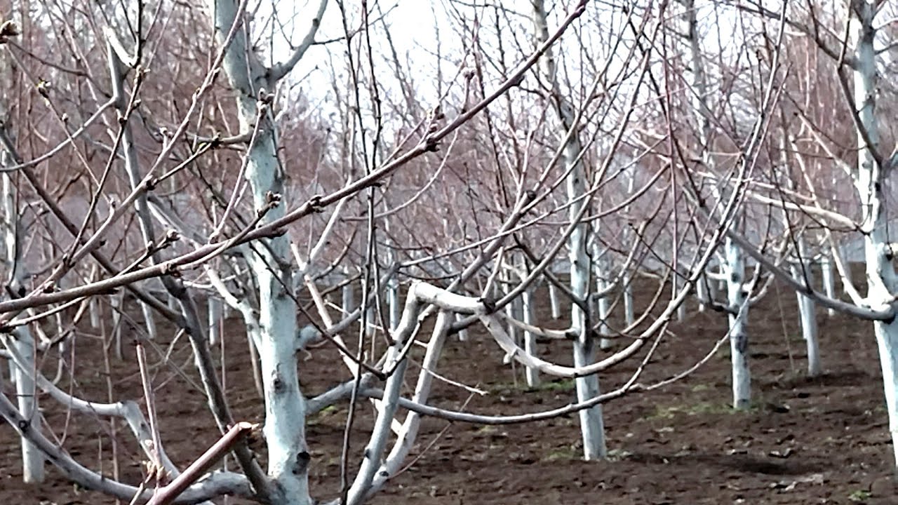 Садовый сезон 2026 открыт. 